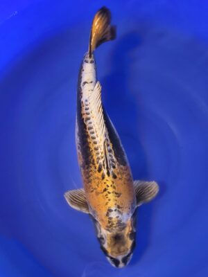 Beni Kikokuryu 24.800 Kč