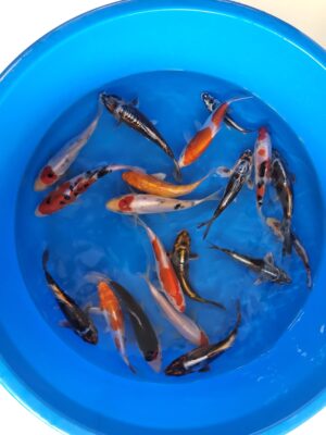 Doitsu Mix cena 650 Kč