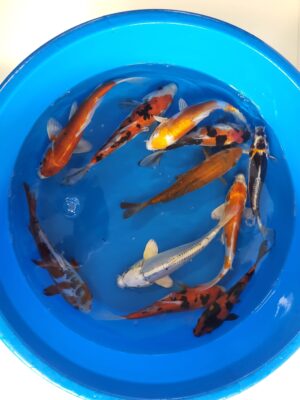 Doitsu Nisai Mix cena 650 Kč