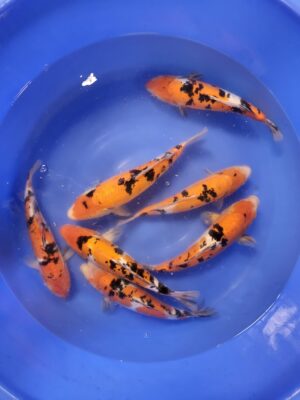 Doitsu Sanke cena 2.500-3.500 Kč