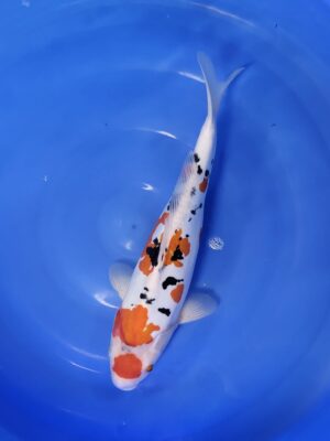 Doitsu Sanke cena 6.500 Kč