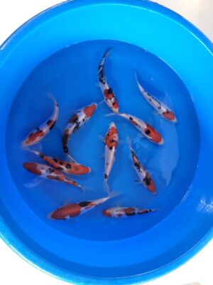 Doitsu Sanke cena 650 Kč