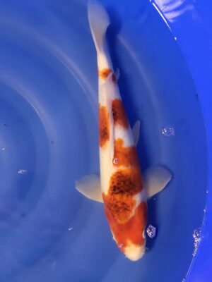 Goromo cena 7.800 Kč