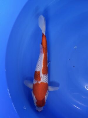 Goshiki cena 5.300 Kč