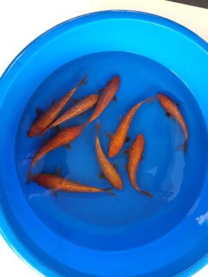 GR. Benigoi cena 750 Kč