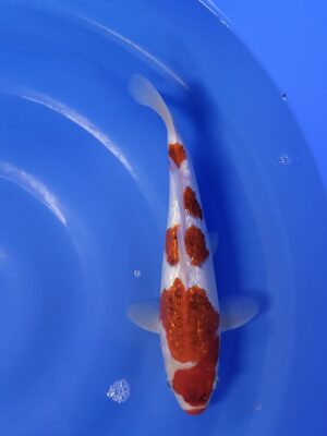 GR Goromo cena 5.500 Kč