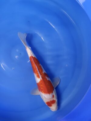 GR Kohaku cena 5.500 Kč