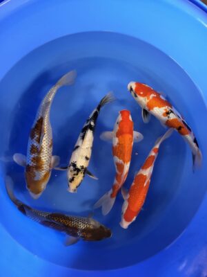 GR. Mix cena 7.300 - 8.500 Kč