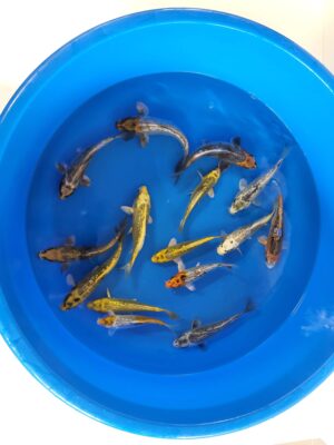 GR. Mix cena 650 Kč