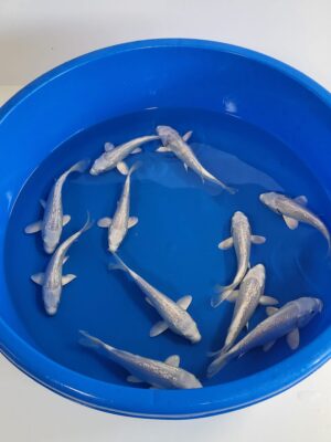 GR.Platina cena 400 Kč