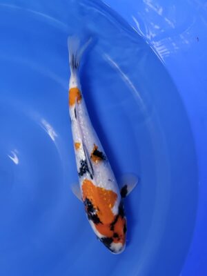 GR.SHOWA cena 5.500 Kč