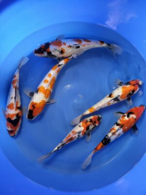 Gr. Showa cena 4.500-5.500 Kč