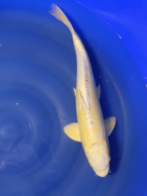 Hariwake cena 8.100 Kč