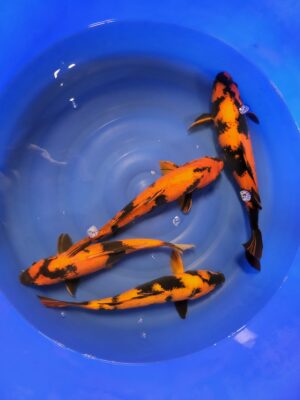 Hi Utsuri cena 6.500 - 8.500 Kč