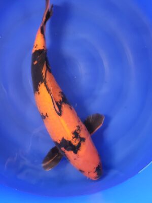 Hi Utsuri cena 26.200 Kč