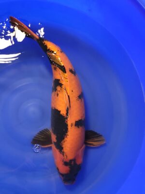 Hi Utsuri cena 28.500 Kč