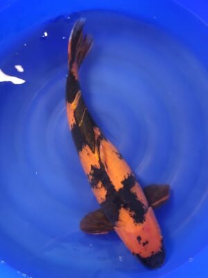 Hi Utsuri cena 28.600 Kč