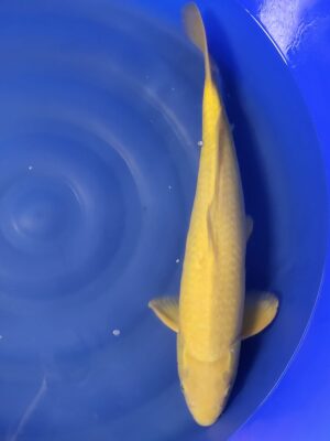 Karashigoi cena 8.000 Kč