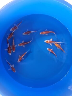 Kikusui cena 350 Kč