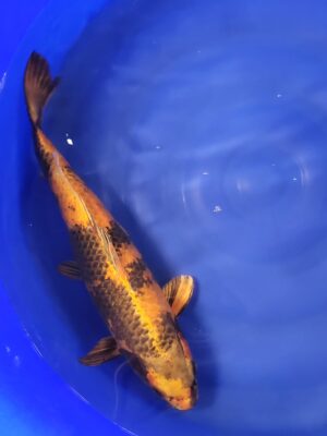 Kin Ki Utsuri cena 8.500 Kč