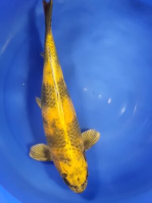 Kin Ki Utsuri cena 27.700 Kč