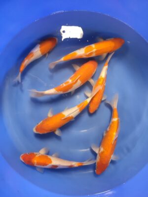 Kohaku cena 2.500-3.500 Kč