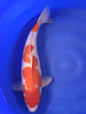 Kohaku cena 25.800 Kč