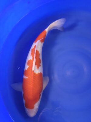 Kohaku cena 27.200 Kč