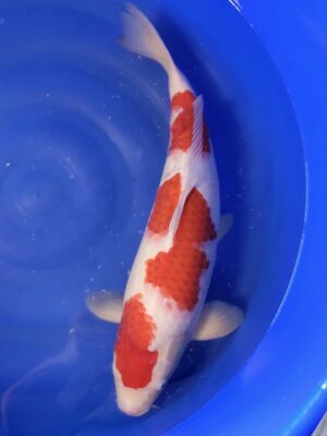 Kohaku cena 26.800 Kč