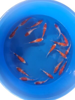 Kohaku cena 350 Kč