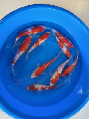 Kohaku cena 650 Kč