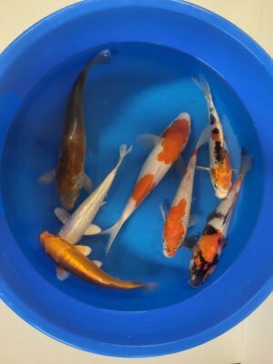 Koi Mix 2 cena 1.000 Kč