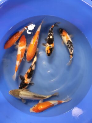 Koi Mix Conias cena 2.500 - 3.500 Kč