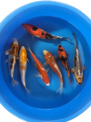 Koi Mix cena 1.000 Kč