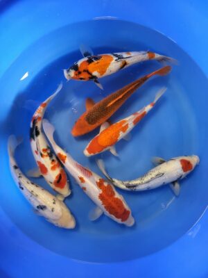 Kokai Mix 2 cena 4.500 - 5.500 Kč