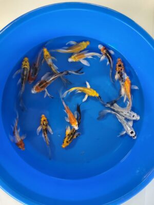 Long Fin Mix 2 cena 650 Kč