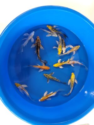 Long Fin Mix cena 650 Kč