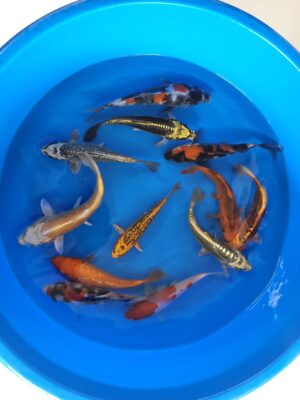 Marudo Mix cena 750 Kč