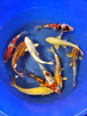 Marusei Nisai Mix cena 3.400 - 3.800 Kč