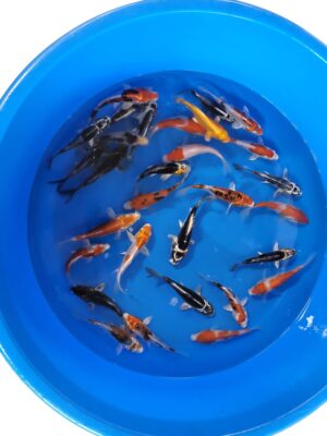 Miyako Mix cena 350 Kč