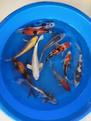 Nisai Mix cena 650 Kč