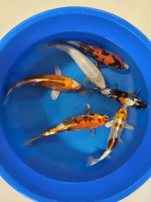 Nisai Mix cena 1.000 Kč