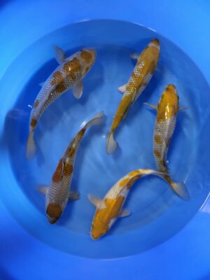 Ochiba cena 4.500-5.500 Kč