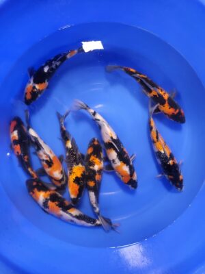 Showa cena 2.500-3.500 Kč