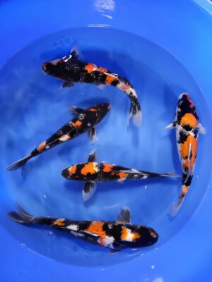 Showa cena 7.300 - 8.500 Kč