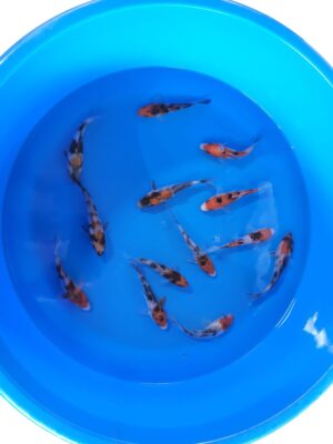 Showa Sanke cena 350 Kč