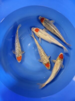 Tancho Goshiki cena cena 7.300 - 8.500 Kč