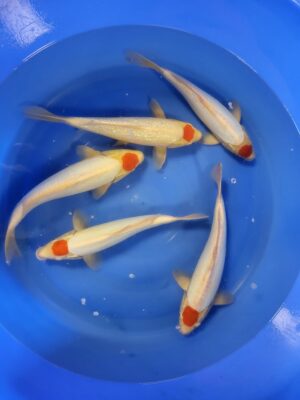 Tancho Kohaku cena 7.300 - 8.500 Kč