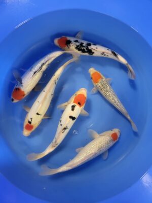 Tancho Mix cena 7.300 - 8.500 Kč