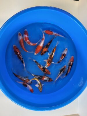 Tosai Mix cena 650 Kč